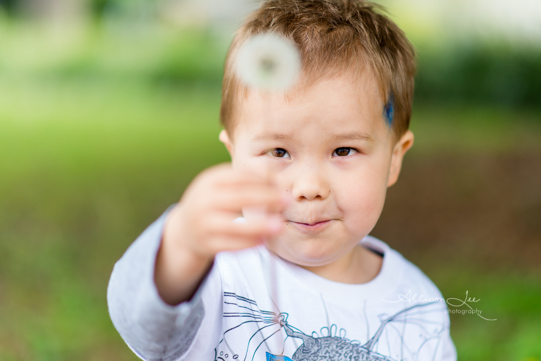 Little boy blowing dandelions in Pyrmont Photographer